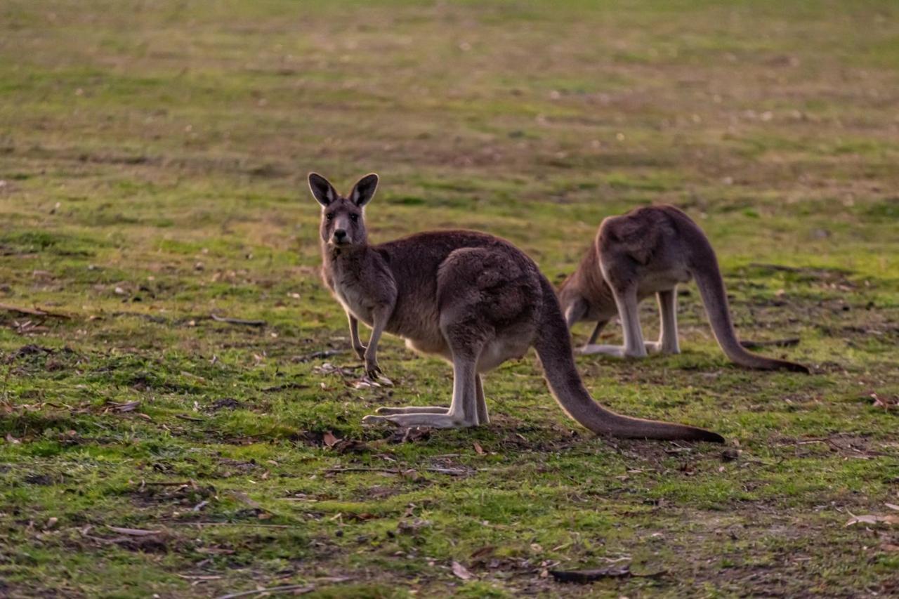 Mountain View Motor Inn & Holiday Lodges Halls Gap Luaran gambar
