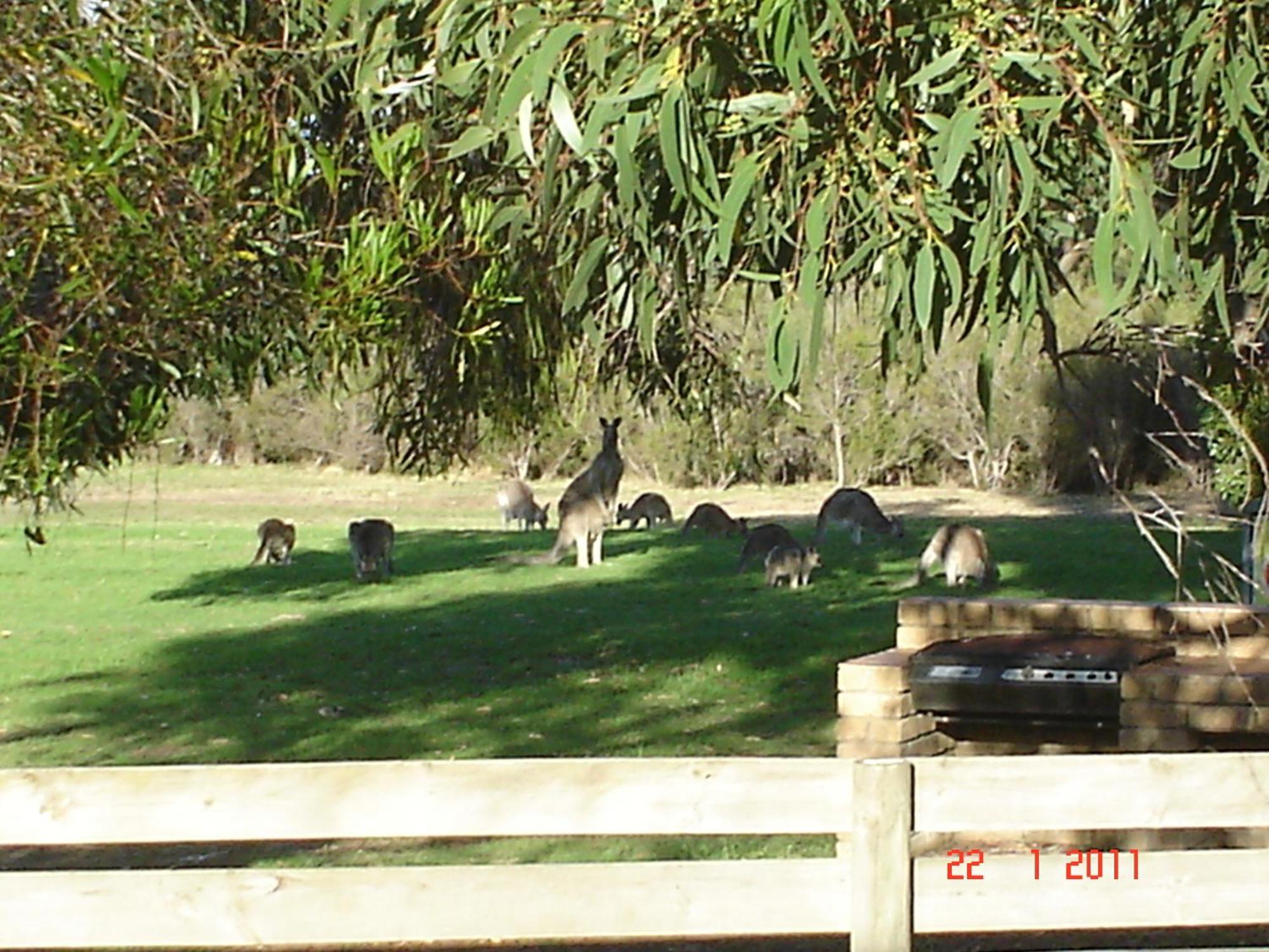 Mountain View Motor Inn & Holiday Lodges Halls Gap Luaran gambar