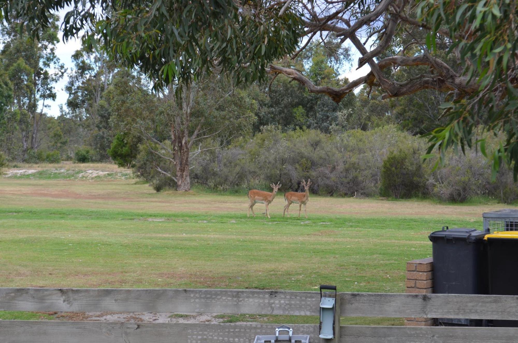 Mountain View Motor Inn & Holiday Lodges Halls Gap Luaran gambar