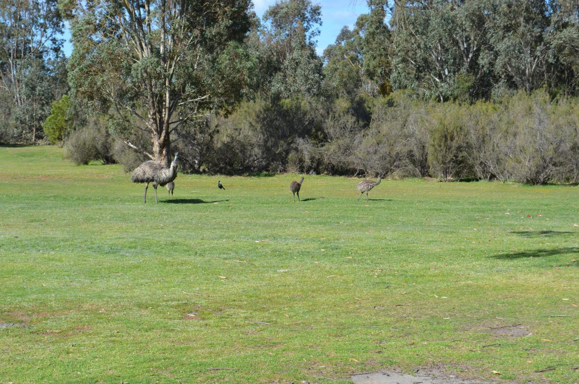Mountain View Motor Inn & Holiday Lodges Halls Gap Luaran gambar