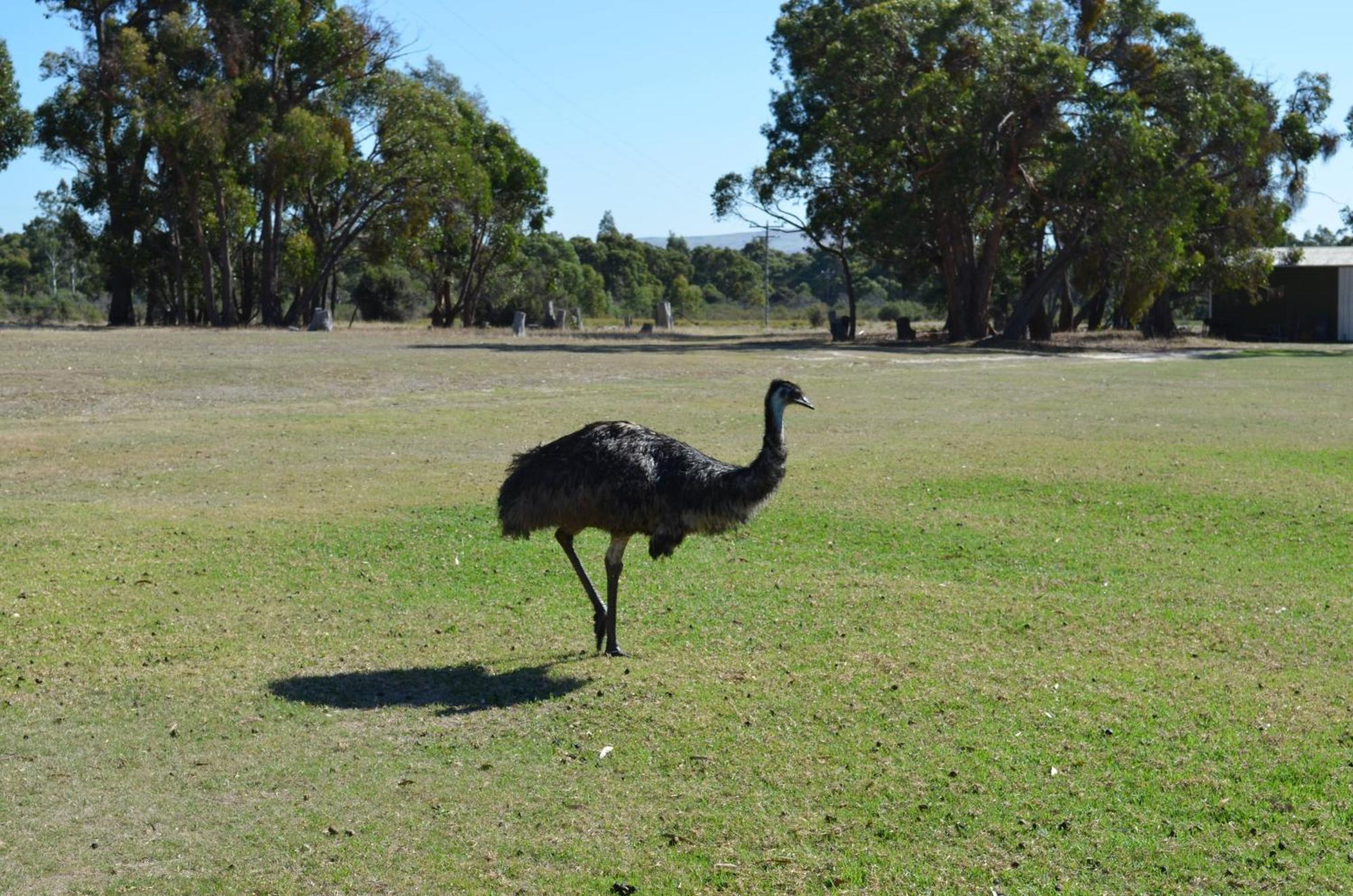 Mountain View Motor Inn & Holiday Lodges Halls Gap Luaran gambar